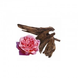 Fragrance Oriental Rose