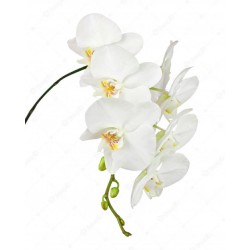 Fragrance Orchidée Blanc