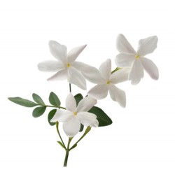 Fragrance Jasmin Blanc